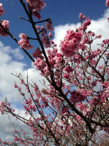 桜開花②